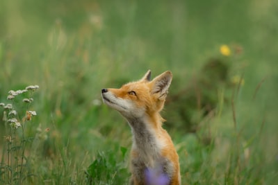 浅焦点的棕色狐狸的照片
